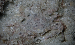 Xiphonectes longispinosus