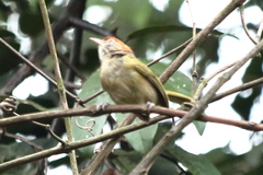 Hylophilus amaurocephalus