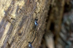 Teinopodagrion