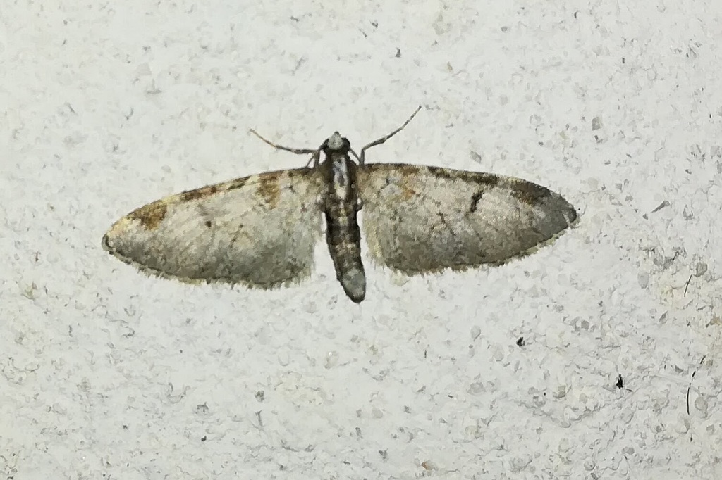 Pinion-spotted Pug