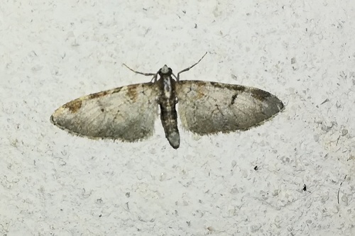 Pinion-spotted Pug