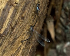Teinopodagrion