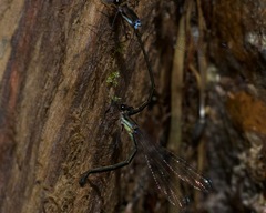 Teinopodagrion