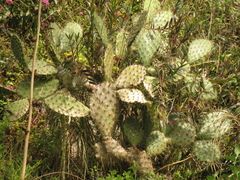 Opuntia