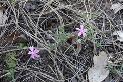 Phlox woodhousei