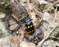 Nicrophorus didymus