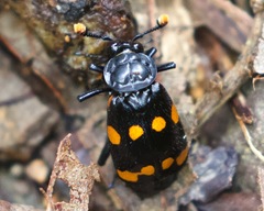 Nicrophorus didymus