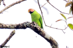 Psittacula roseata