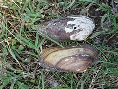 Unio elongatulus