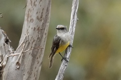 Eopsaltria griseogularis