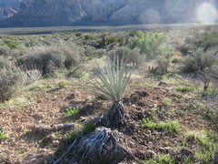 Yucca baccata baccata