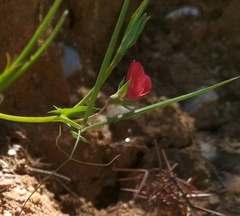 Lathyrus sphaericus