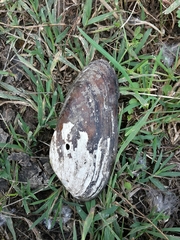 Unio elongatulus