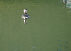 Podiceps auritus