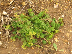 Tagetes zypaquirensis