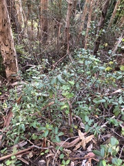 Frangula californica californica