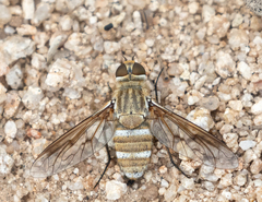 Exoprosopa agassizii