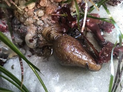 Styela montereyensis