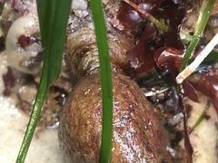 Styela montereyensis