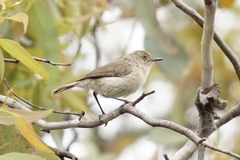 Acanthiza inornata