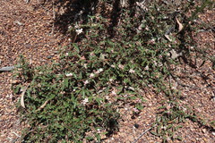 Androcalva pedleyi