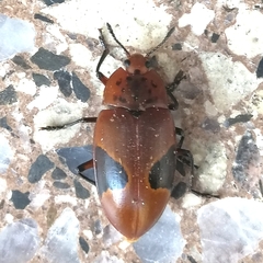 Iphiclus nebulosus