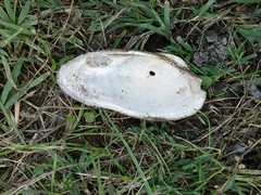 Unio elongatulus