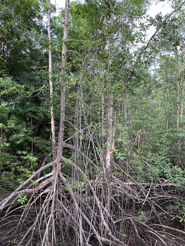Rhizophora racemosa, photograph 3