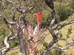 Tillandsia turneri