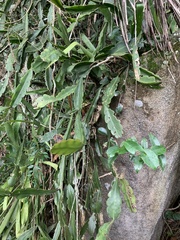 Rhipsalis pachyptera