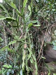 Rhipsalis pachyptera