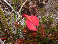 Masdevallia ignea