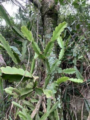 Rhipsalis pachyptera
