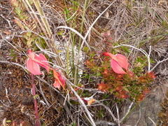 Masdevallia ignea