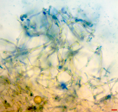 Ceriporia purpurea