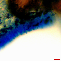 Ceriporia purpurea