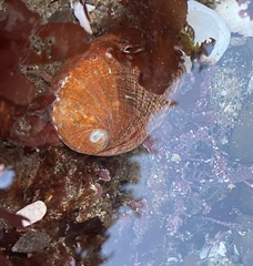 Haliotis rufescens