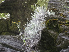Anaphalioides bellidioides