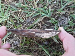 Unio elongatulus
