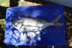 Nemadactylus valenciennesi