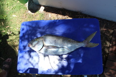 Nemadactylus valenciennesi