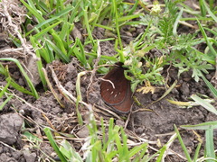 Idioneurula erebioides