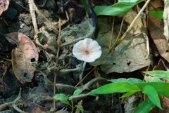 Panaeolus cyanescens