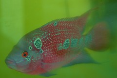 Amphilophus labiatus × cichlasoma trimaculatum