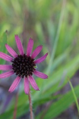 Echinacea tennesseensis