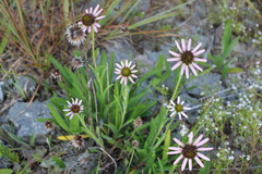 Echinacea tennesseensis