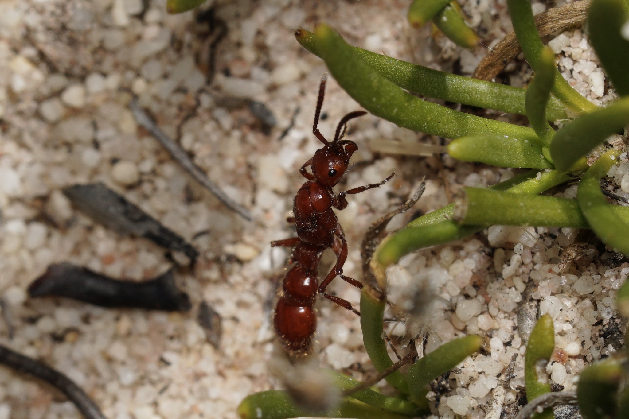 Lioponera