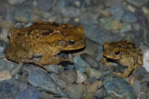 Cane Toad, photo 3 of 8