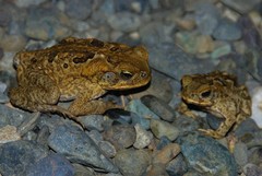 Cane Toad photo 3