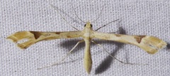 Platyptilia tesseradactyla